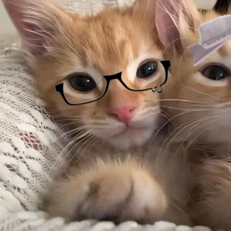 猫九