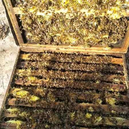 巴彦淖尔养蜂女专业为各种农作物授粉