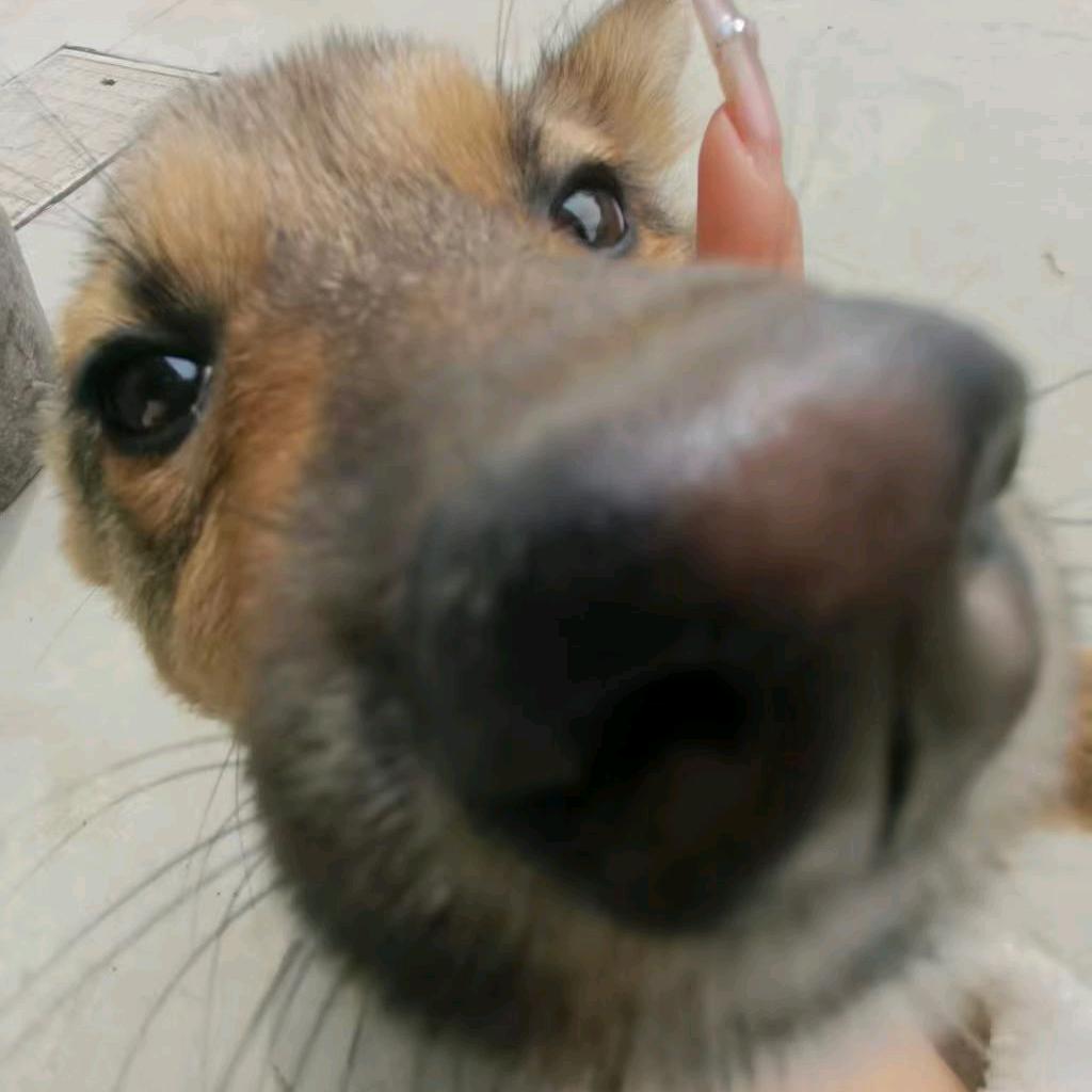序妍诗