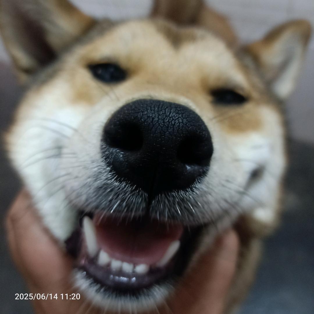 炒饭都不知道