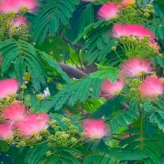 🌺ꦿ꯭࿐้小福袋এ᭄
