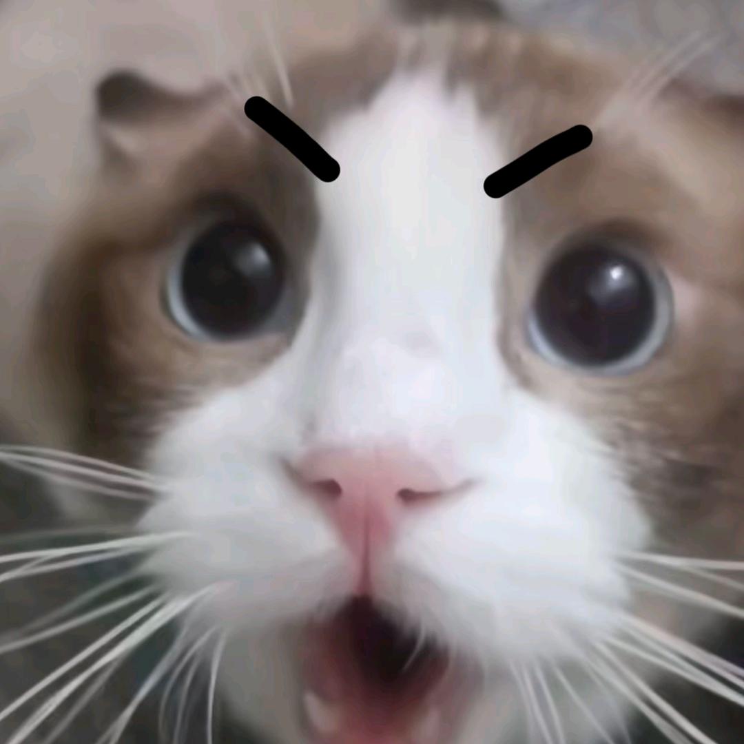 。ʕ  •ᴥ•ʔ……