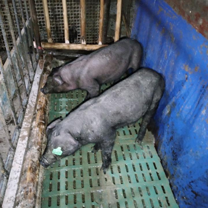 我只喜欢你🐷