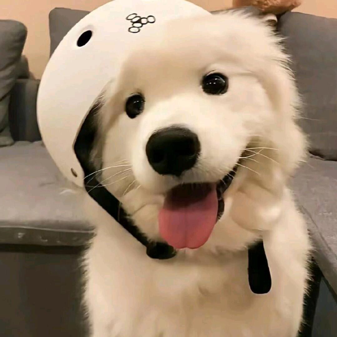 叶颂（三角洲行动）