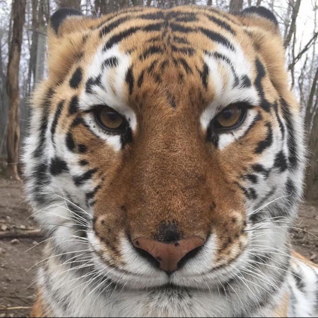 愤怒的鲜虾牛肉堡