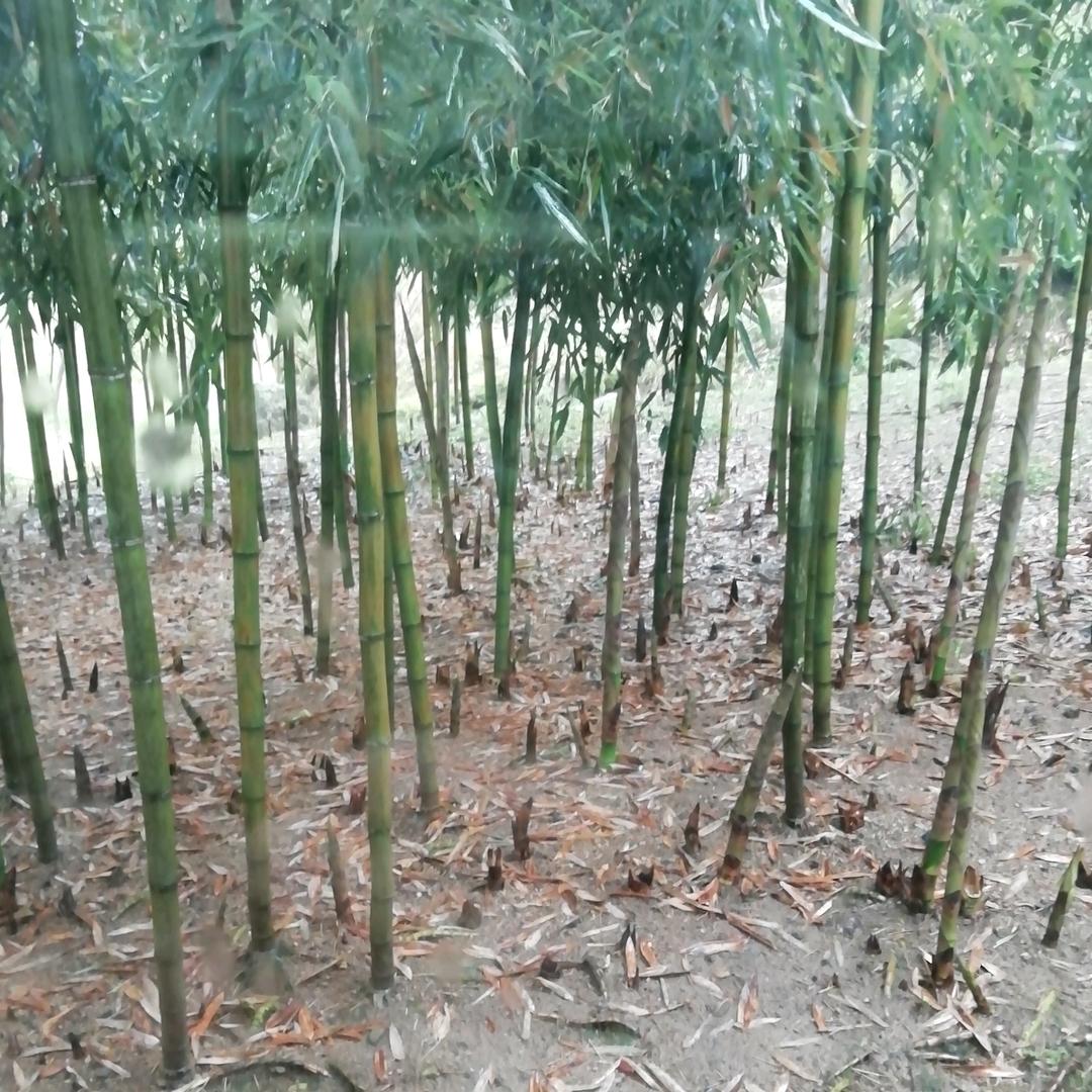 烟雨客