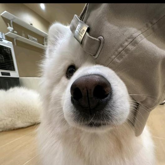 脆脆粗薯