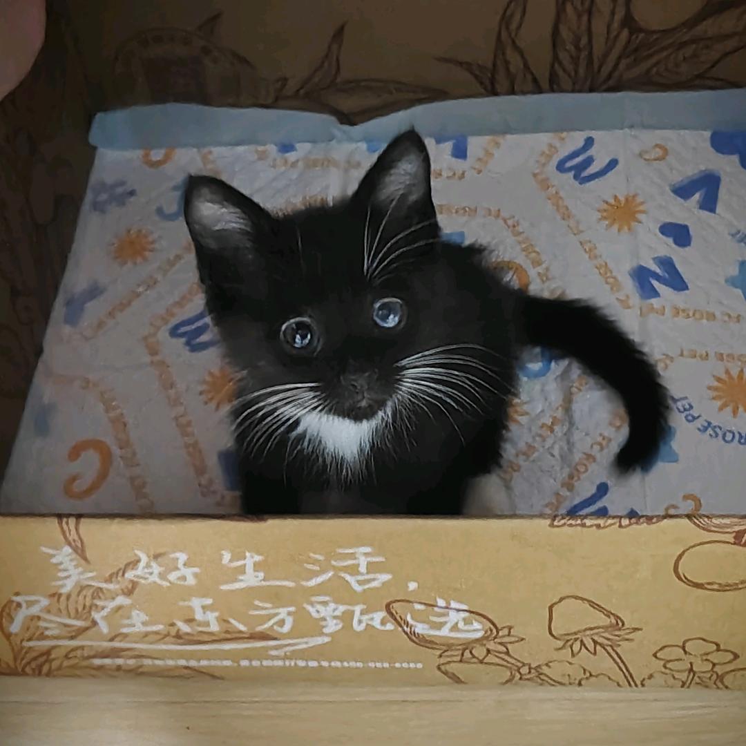晓袋