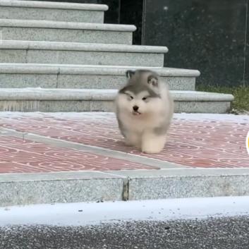 退堂鼓