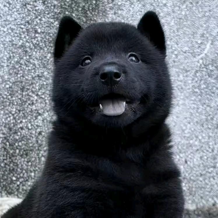 五黑犬之家