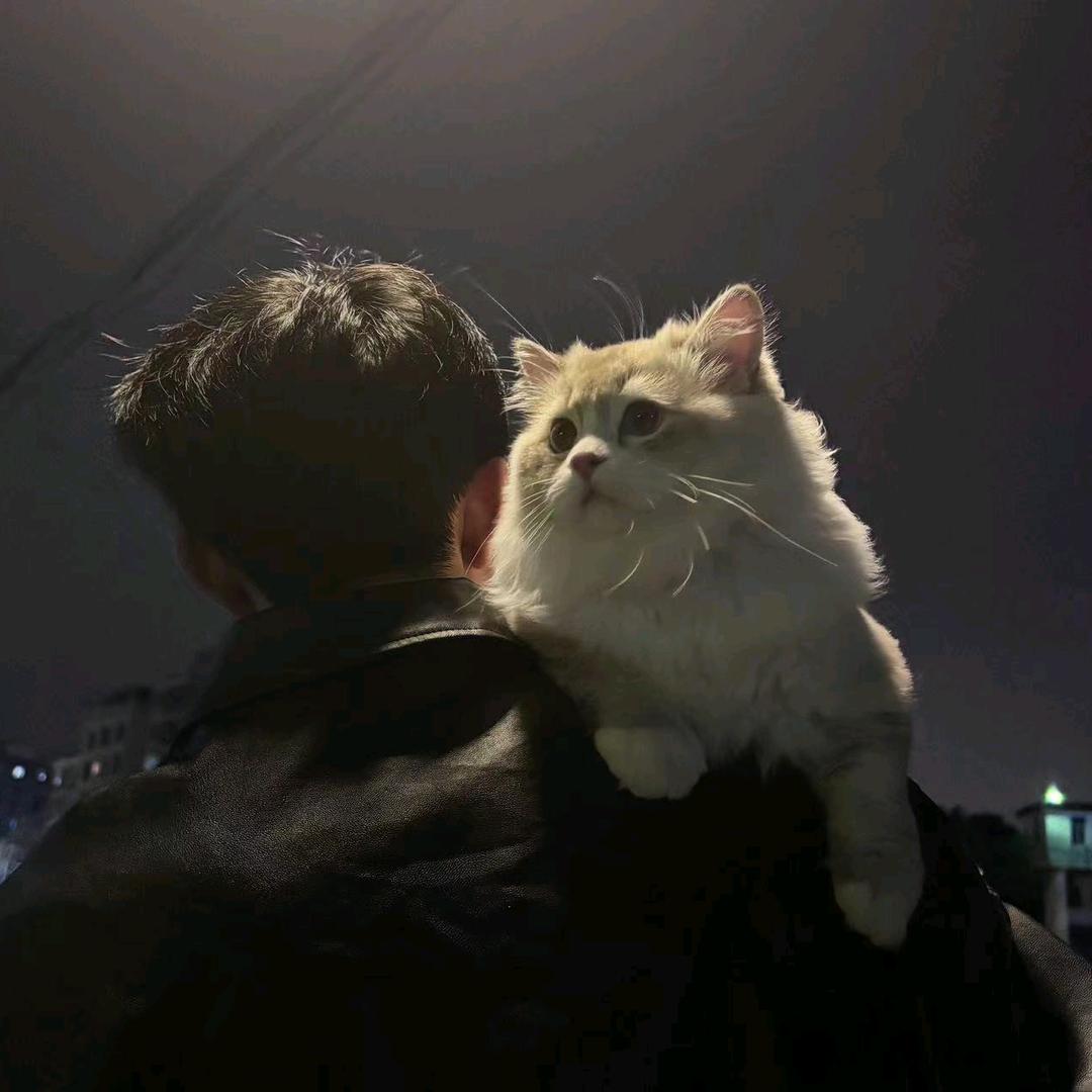 杨
