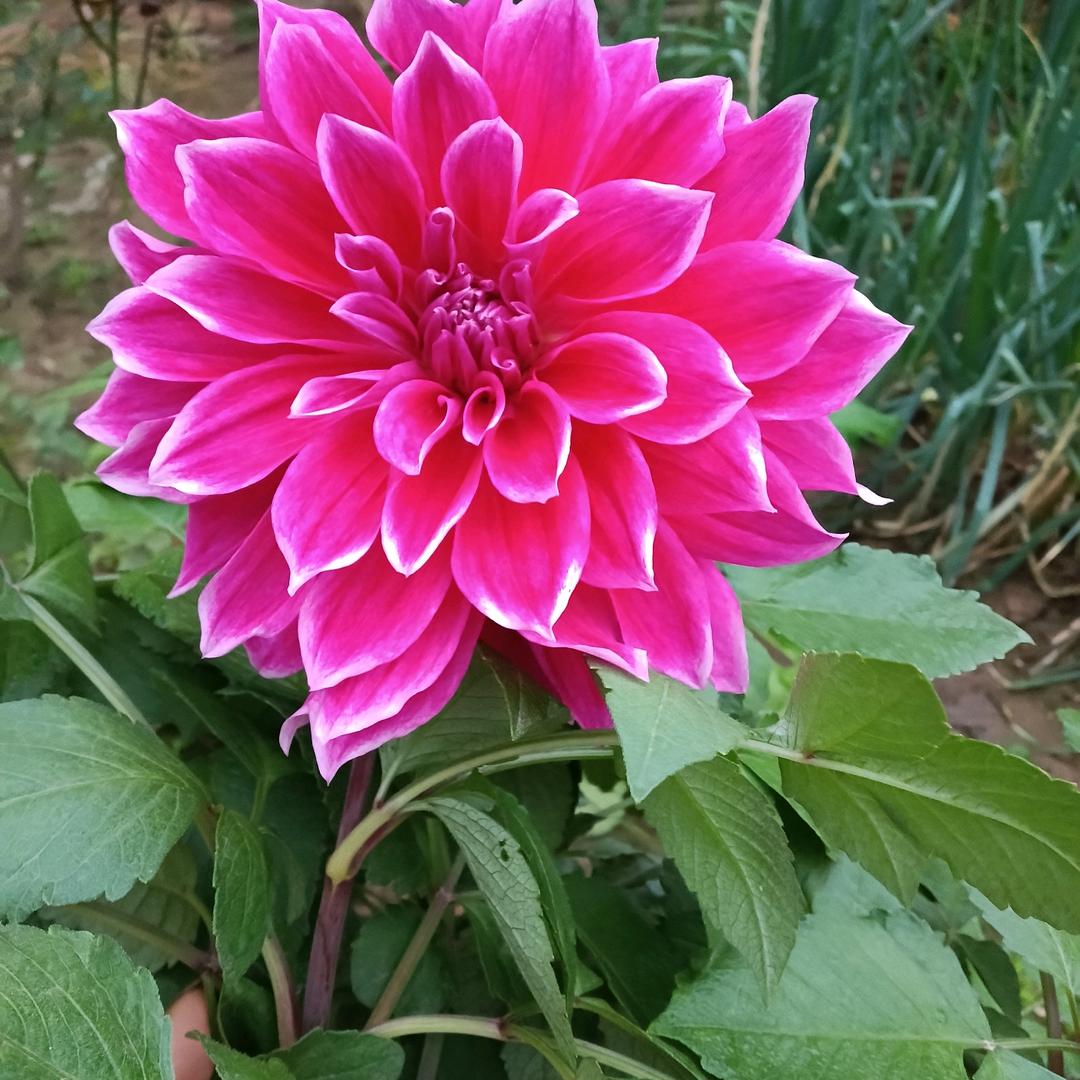 皮皮