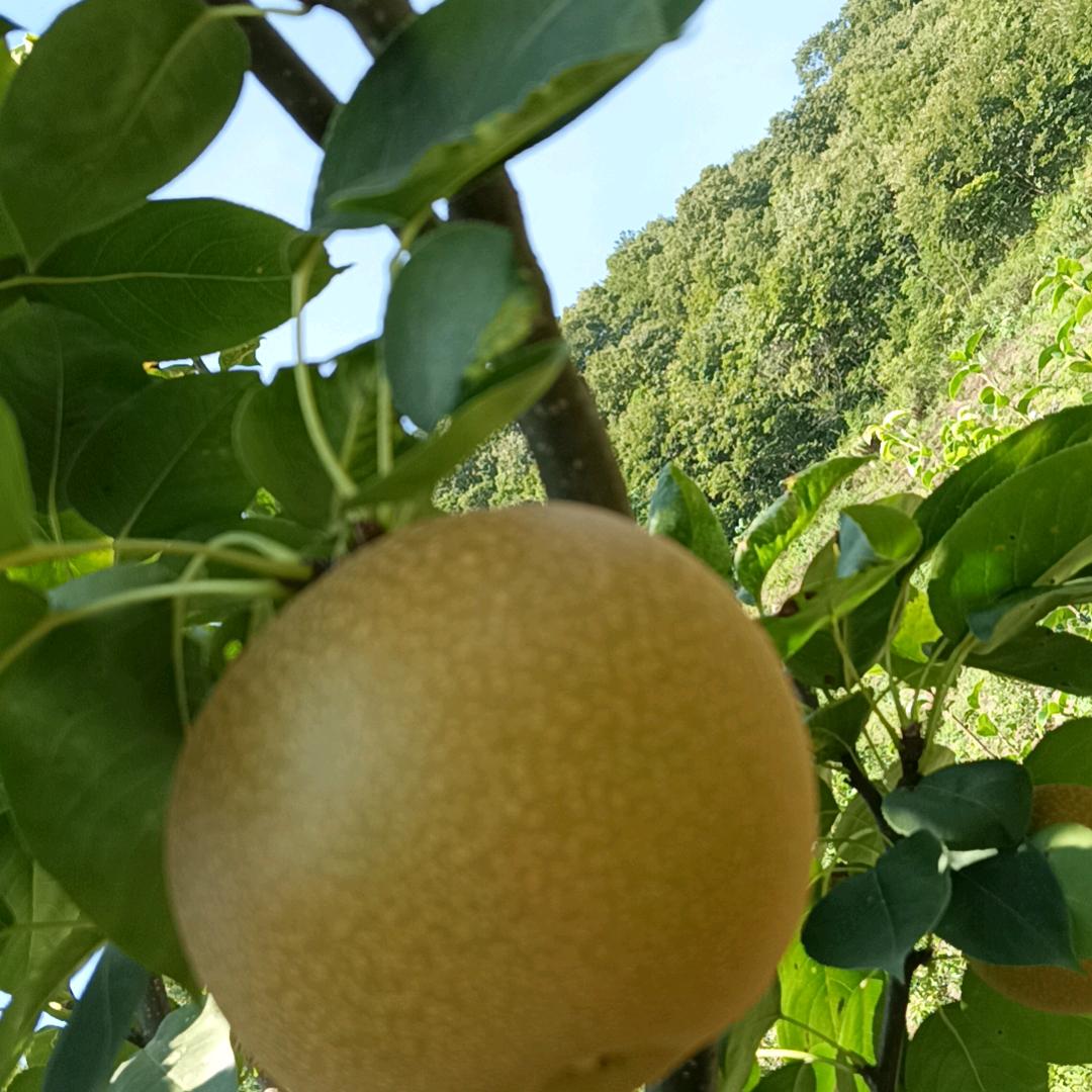 秋月梨种植