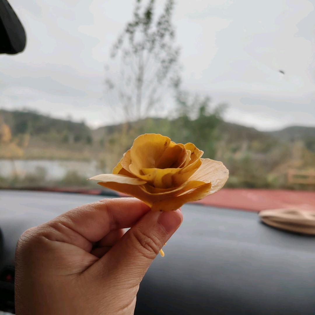 崔杨
