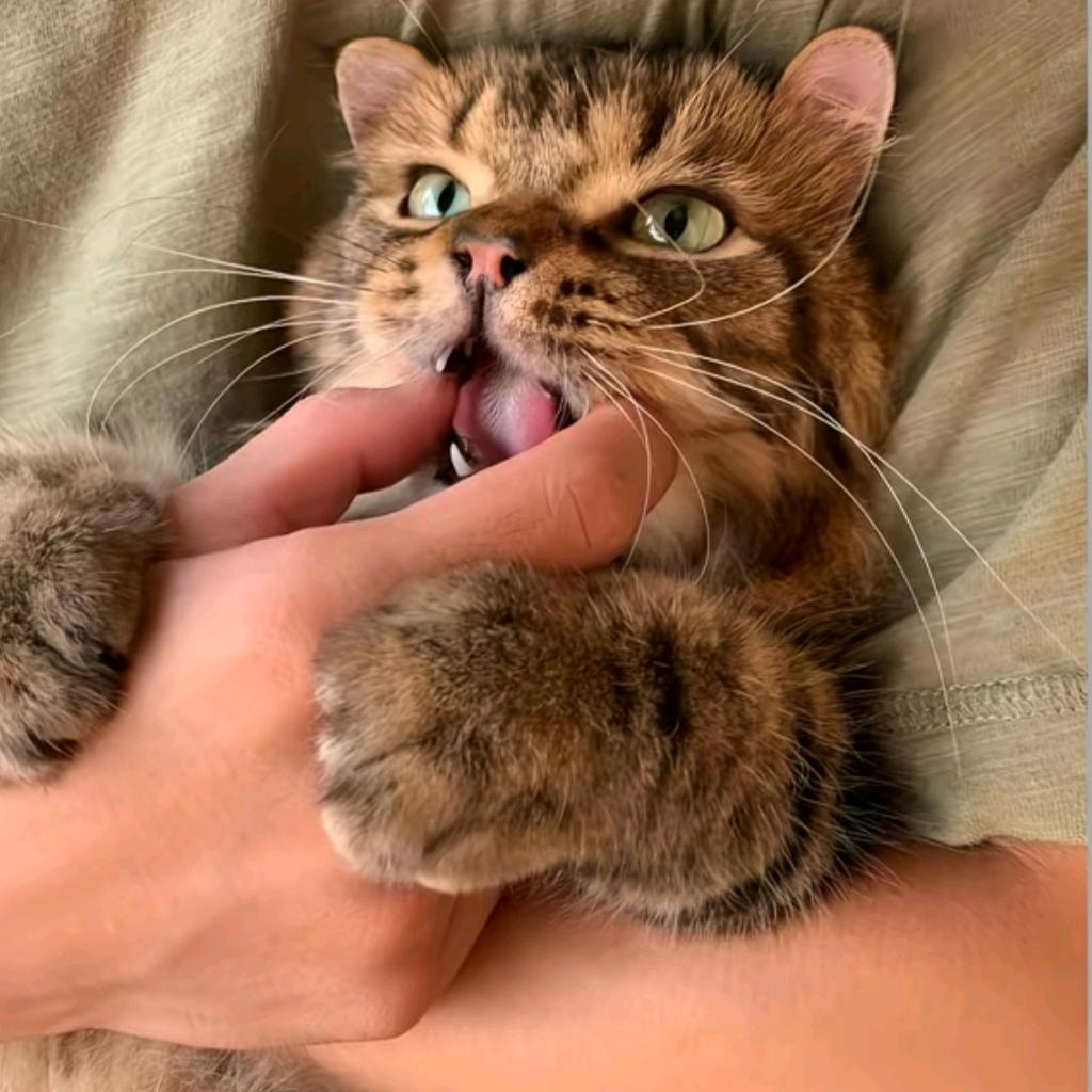 一只猫