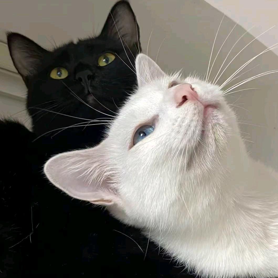 笙