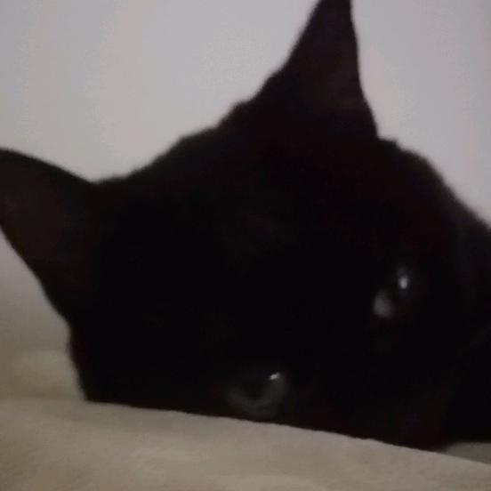 HHJ