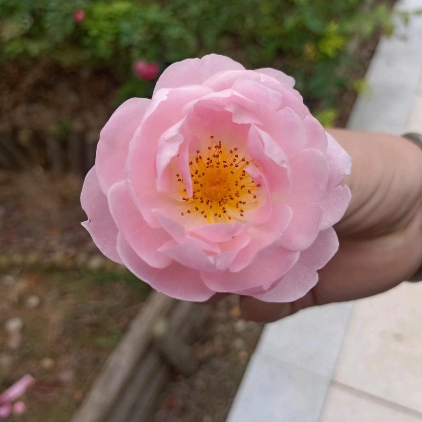 穿透心灵的！！！！冰头像