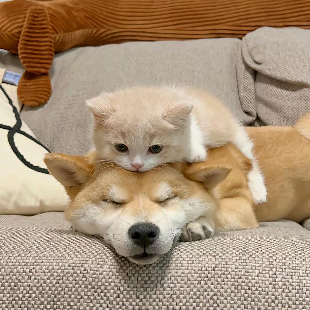 阿宝