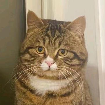 大月的朵拉🐱⁵⁰²
