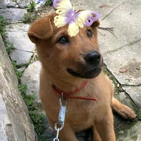 萌犬嘟嘟