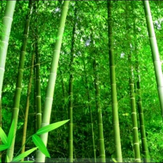 沉默