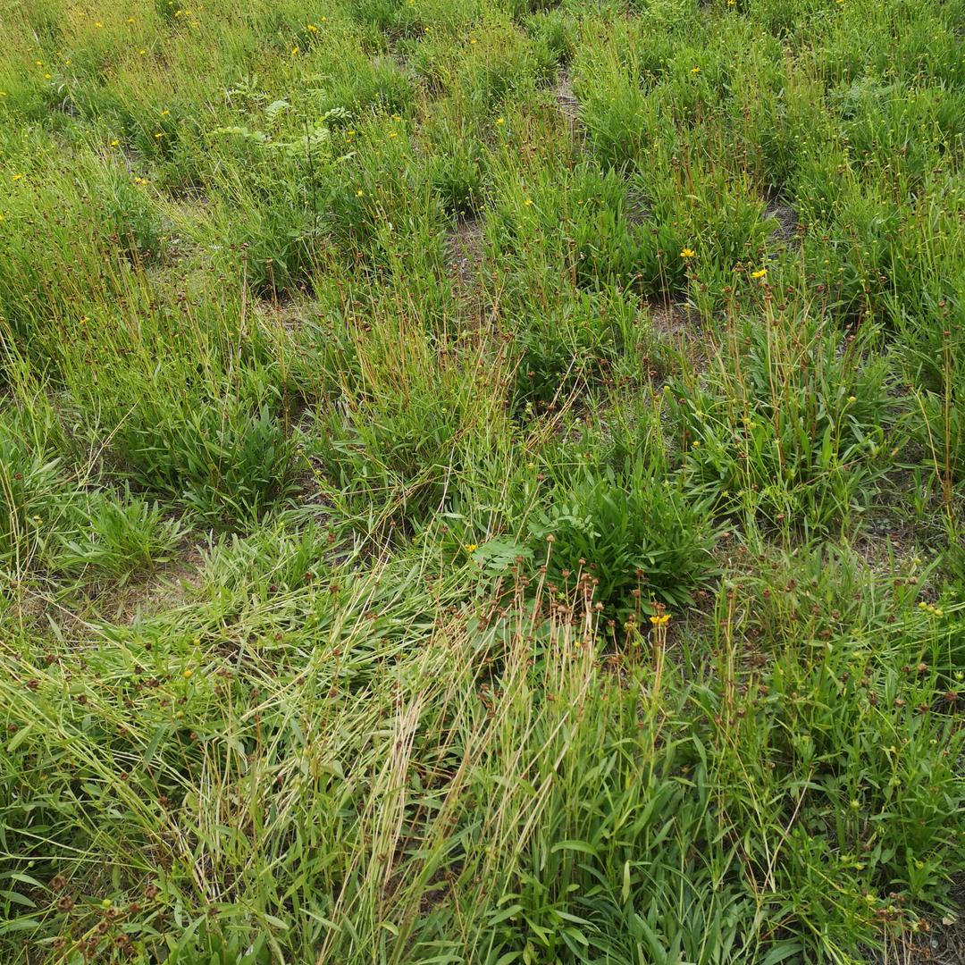 珍藏版的法拉利