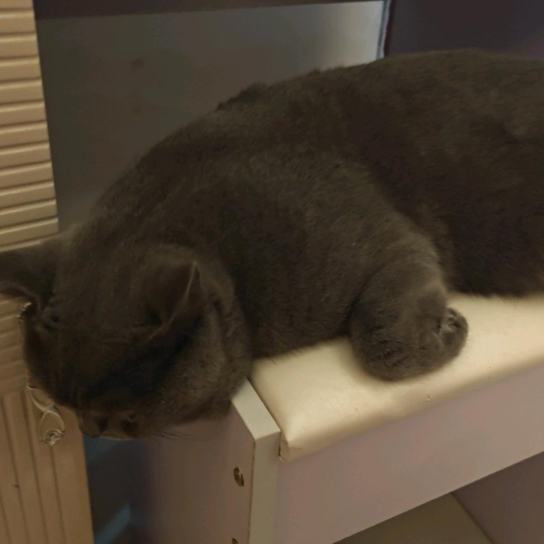 硕硕咪咪呀～🌸🐱