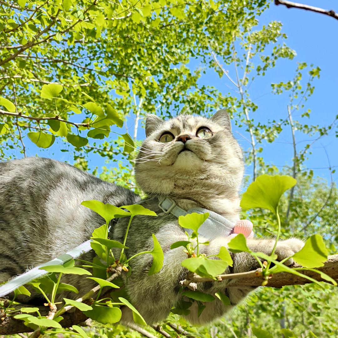 每年一个小目标