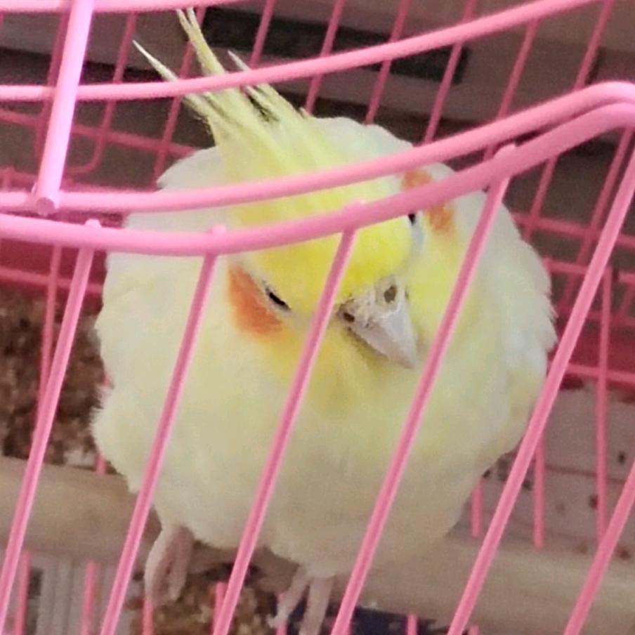 小小毛球的日常💗
