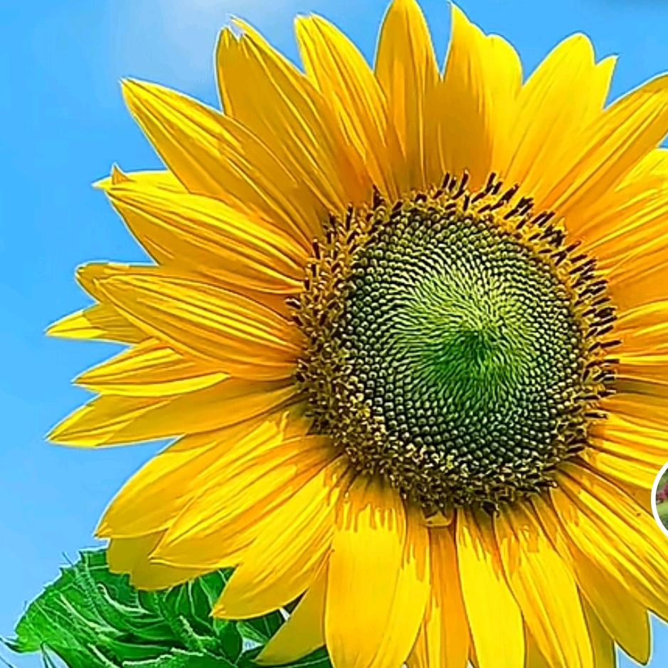 向日葵🌻
