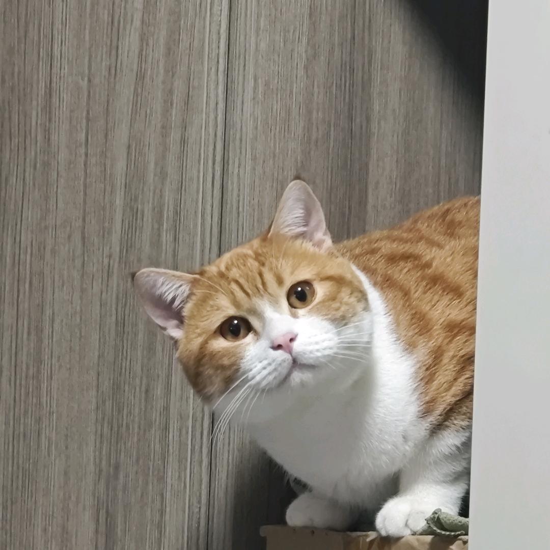 有趣的人类