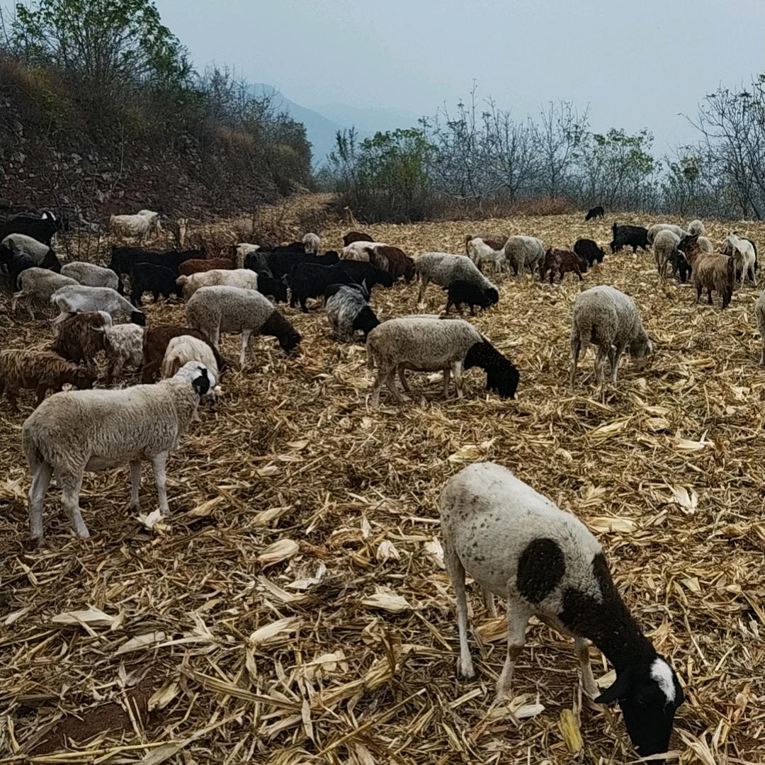 双泉自然养殖（蜂蜜 纯粮年黑猪）