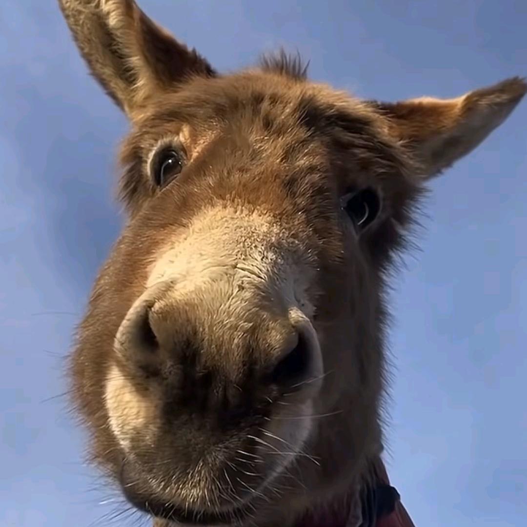 古德奈特！
