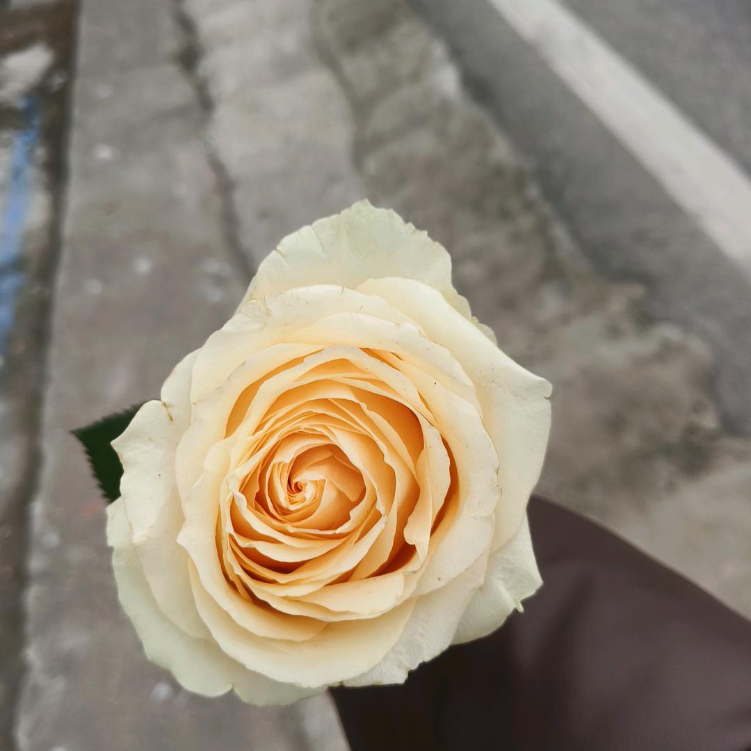 爱吃肉的小猴子