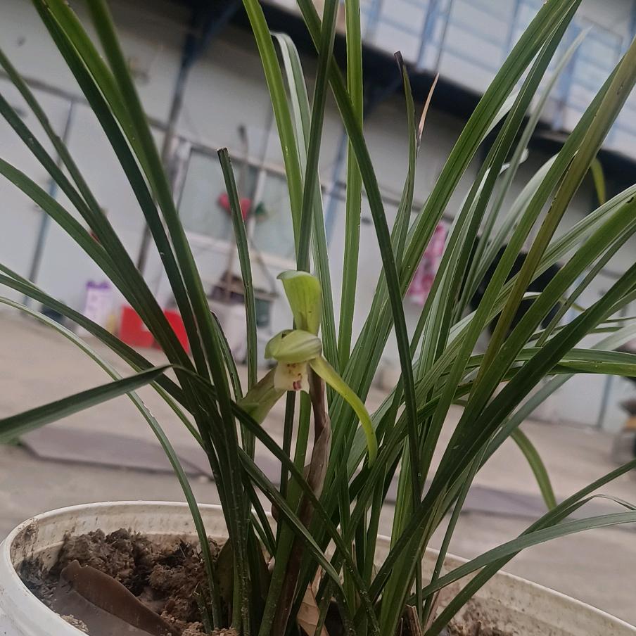 明天会更好的