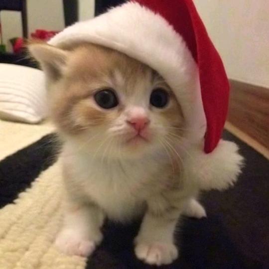 工藤新新᳐੭⌯