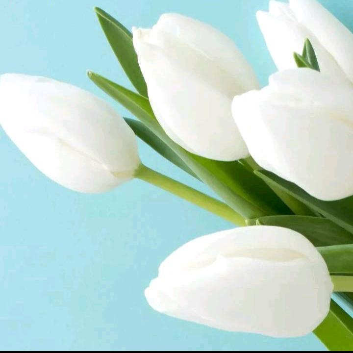 梅ƪ(˘⌣˘)ʃ优雅