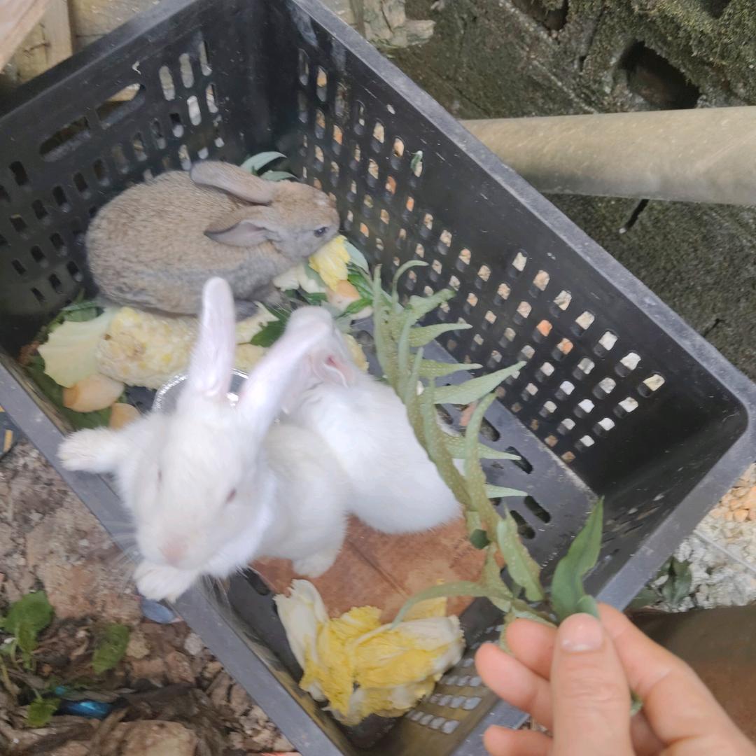 向日葵