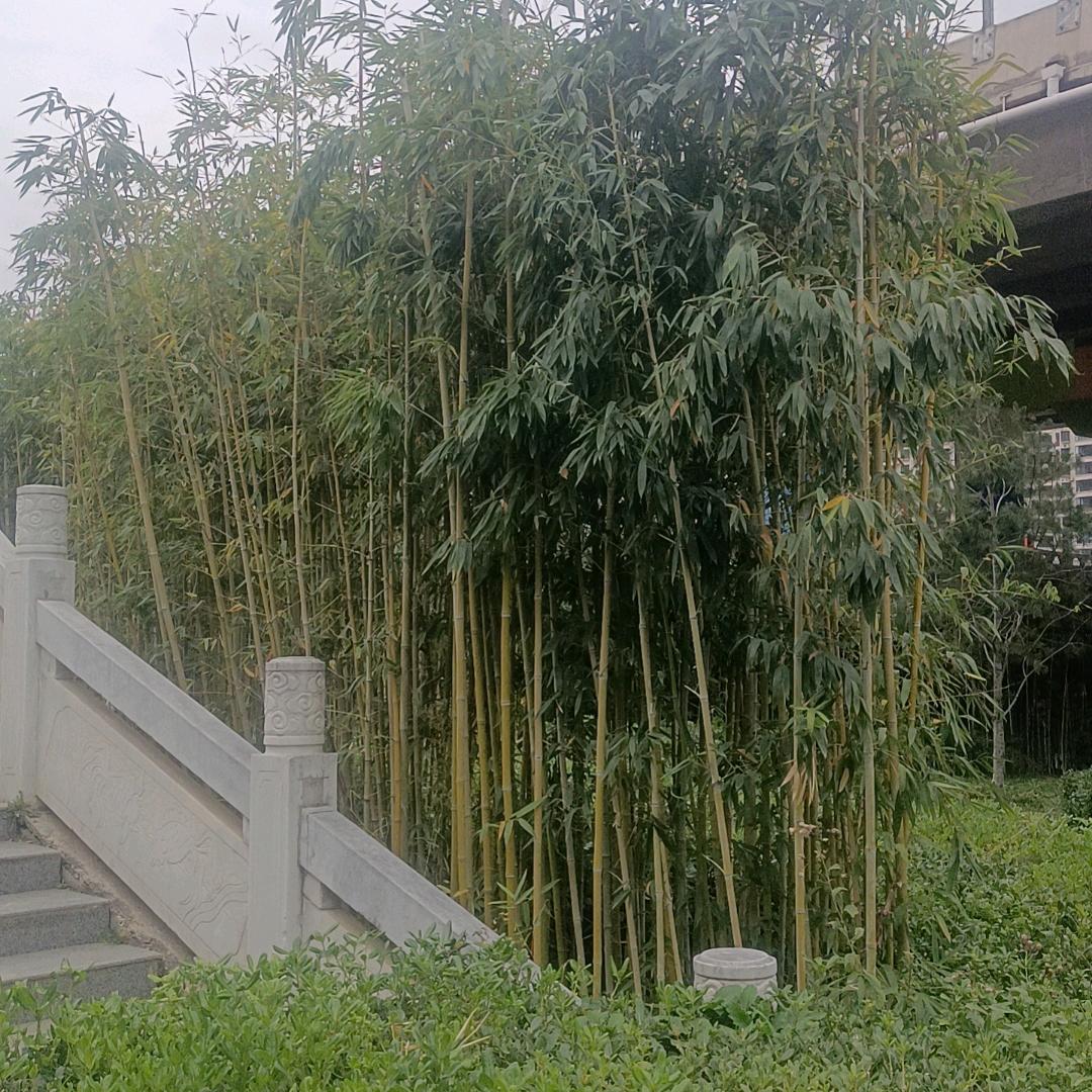 再回首