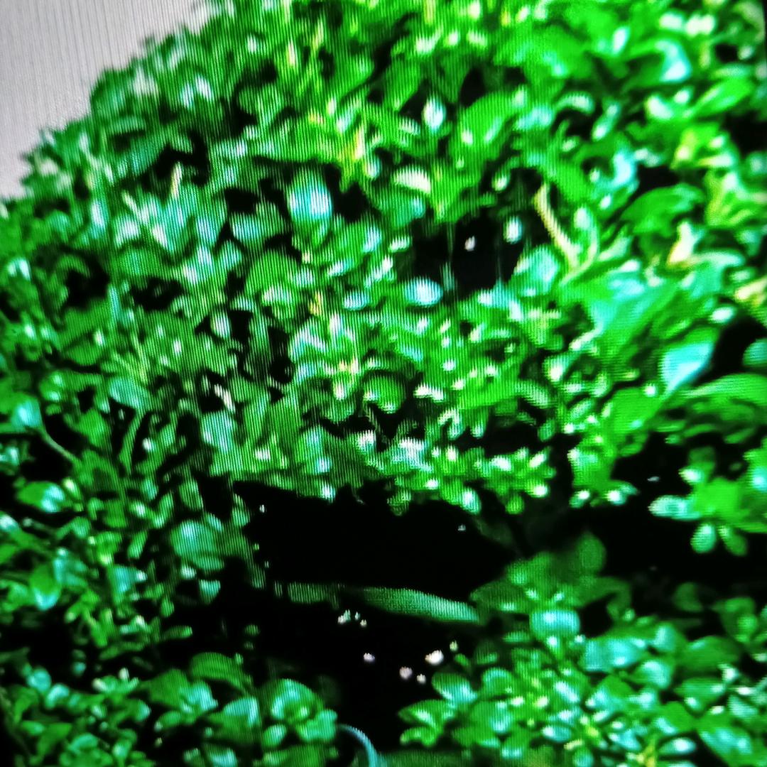 风雨飘摇