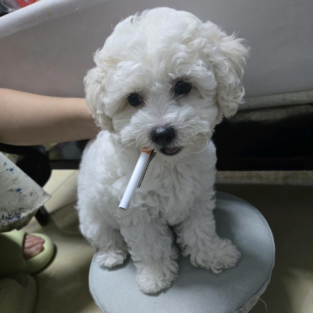 你奶奶个爵