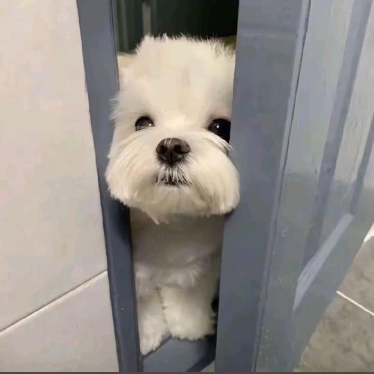莓有烦恼୧⍤⃝🌈
