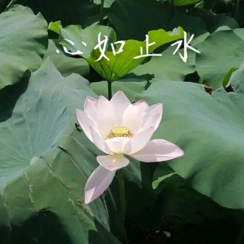 开心果