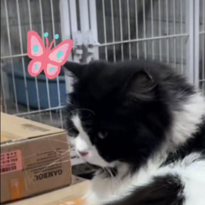 小颜