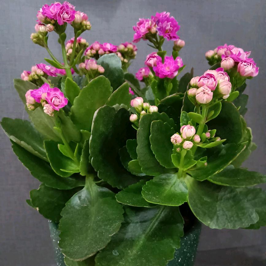 每天都要开心（拒聊）