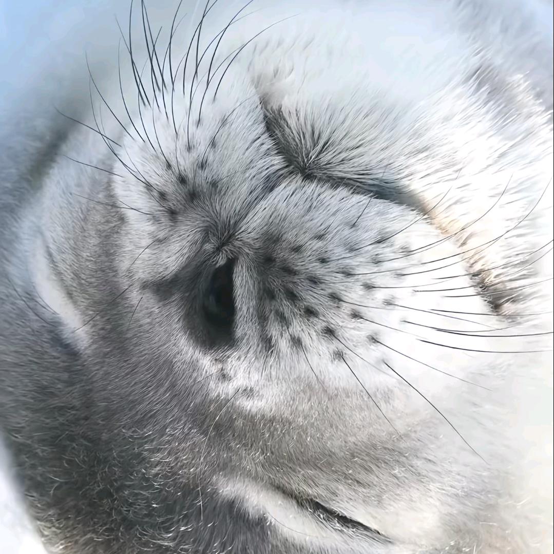 无法上吊之物