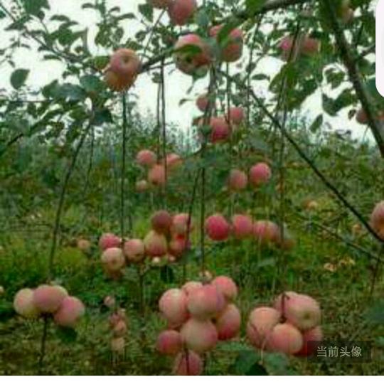 不忘初心