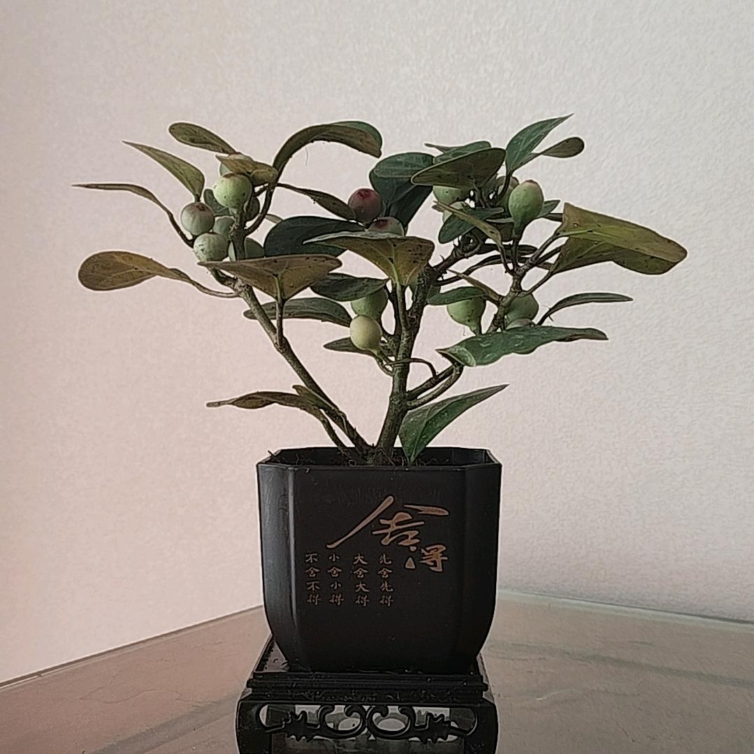 葫芦多多蒖好的外婆