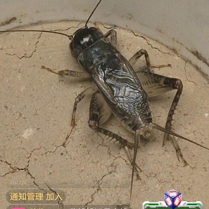 蟋蟀
